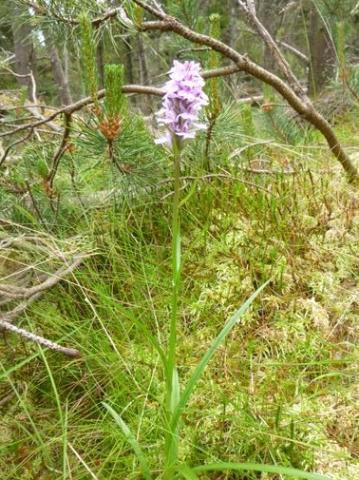 heath spotted orchid.jpg