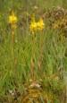 Bog Asphodel