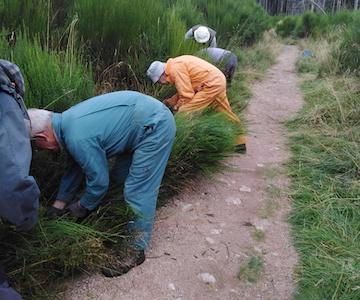 20190907 Clearing Vegetation Crop