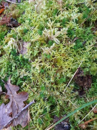 2024 02 17_wildlife_mosses&liverworts_121015