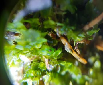 2024 02 17_wildlife_mosses&liverworts_121956