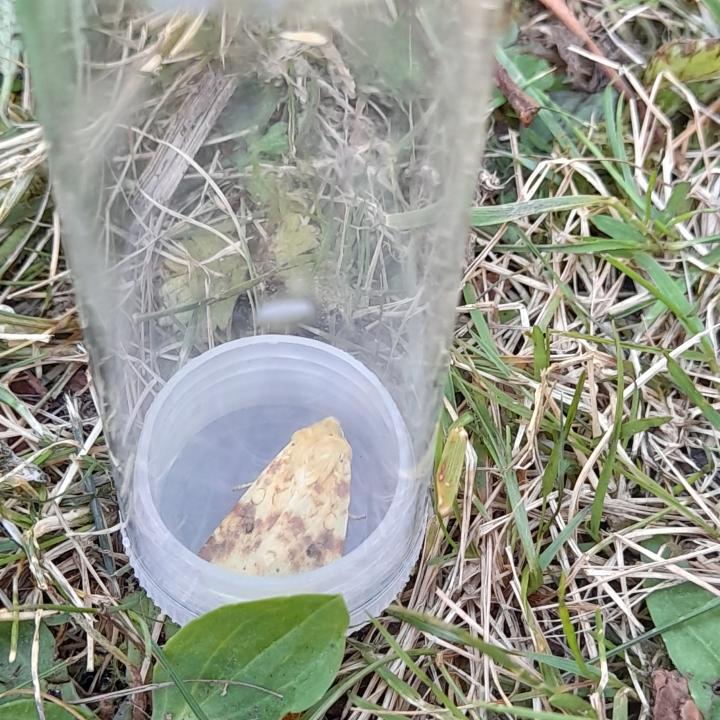 2024 08 31_wildlife_moth_event_111632