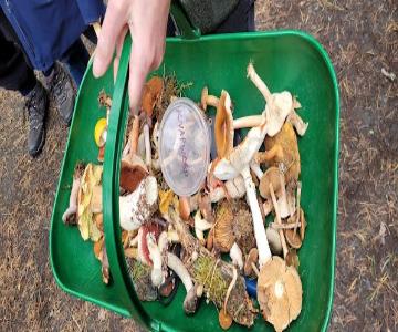2024 09 14 Fungal Foray Basket