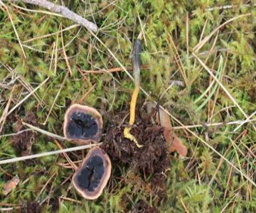 2024 09 14 Fungal Foray Snake Tongued Truffle Club