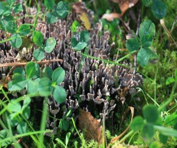 2024 09 14 Fungal Foray Stinking Earthfan