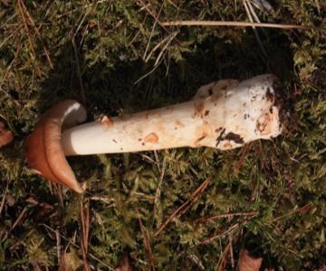 2024 09 14 Fungal Foray Tawny Grissette