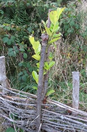 2024 10 17_kailyard_fence_repair
