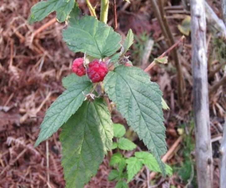 2024 10 17_kailyard_rasps
