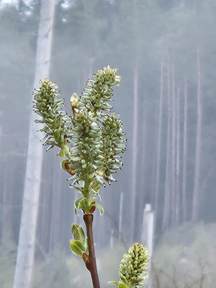 20240427_wildlife_ Tree_buds_in_fog_prt.jpeg