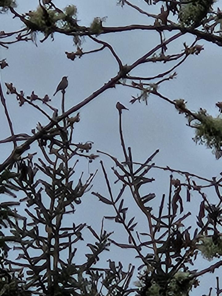 20240427_wildlife_ Birds_in_trees_prt.jpeg