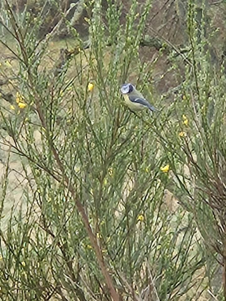 20240427_wildlife_blue_tit_prt.jpeg