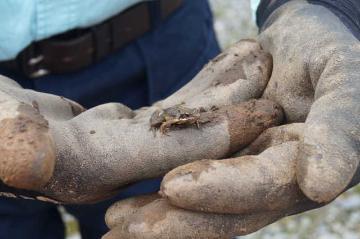 Not all small finds from the well were ancient, Baby toad