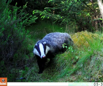 Badger.png Badger
