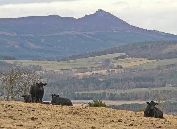 Blacks on Strone hill.JPG