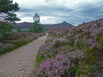 Blooming Bennachie.png