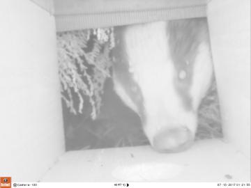 Cam 10 BBC3 Badger 15 July 2017.JPG