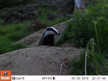 Cam 16 - Badger - 03 - May - 20180525.JPG