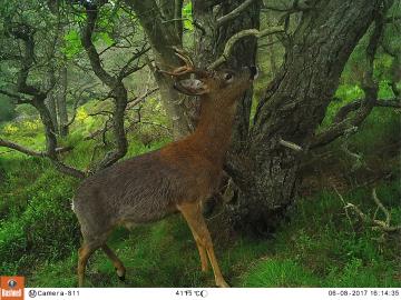 Camera08_Roe deer_June_20170608a.JPG