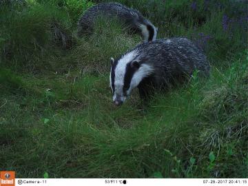 Camera11_Badger_July_20170728.JPG