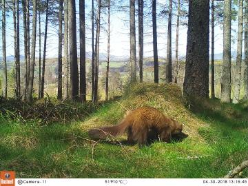 Camera11_Pine_Marten_April_20180430.JPG