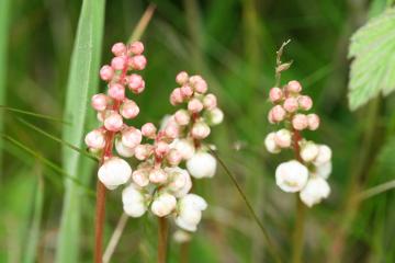 Common Wintergreen.jpg