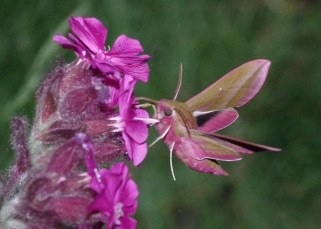 Elephant Hawk Moth Nectaring