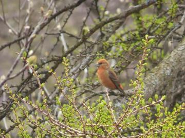 Ecology Recording and Analysis Gallery