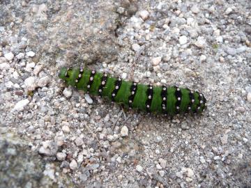 Fauna-Emperor Moth-P1030513 ..jpg