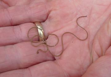 Fauna-Gordian Worms-P1070130.jpg