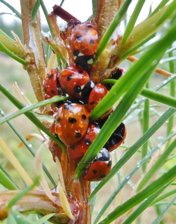 Fauna-Ladybirds-P1090663.jpg