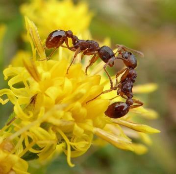 Fauna-P1010072 - Red Ants.jpg