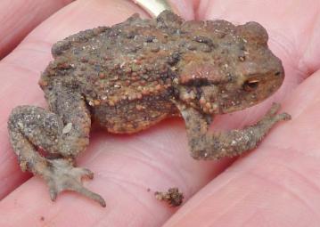 Fauna-P1070131 - Toad.jpg