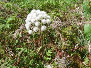 Flora-Angelica-P1040635.jpg