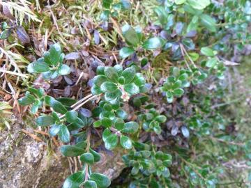 Flora-Bearberry NJ6829 P1100337.jpg