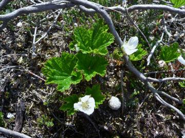 Flora-Cloudberry-P1040774.jpg