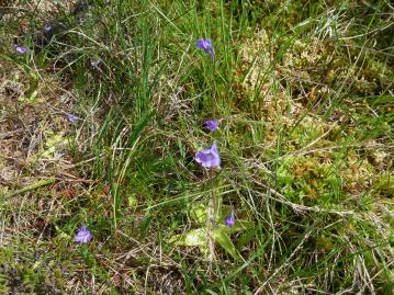 Flora-Common Butterwort-P1040355.jpg