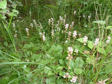 Flora-Common Wintergreen-P1080802.jpg