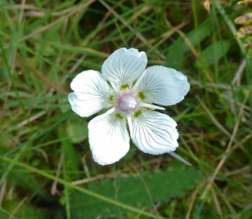 Flora-Grass-of-Parnassus-P1050032.jpg