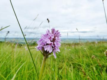 Flora-Heath Spotted-orchid-P1060914.jpg