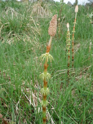 Flora-Mare's-tail-P1040788.jpg