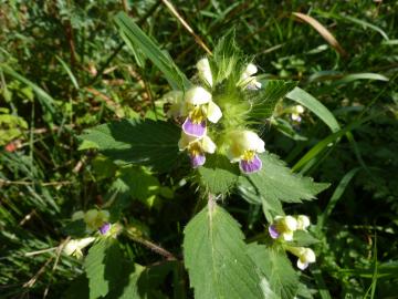 Flora-P1140866-Large-flowered Hemp Nettle.jpg