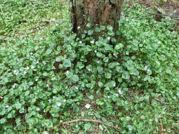 Flora-Pink Purslane-P1010437.jpg