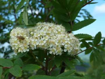 Flora-Rowan-P1040362.jpg