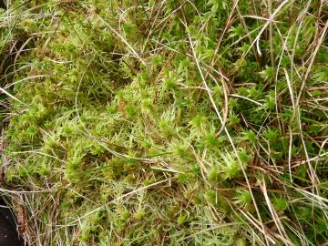 Flora-Sphagnum Moss-P1100238.jpg