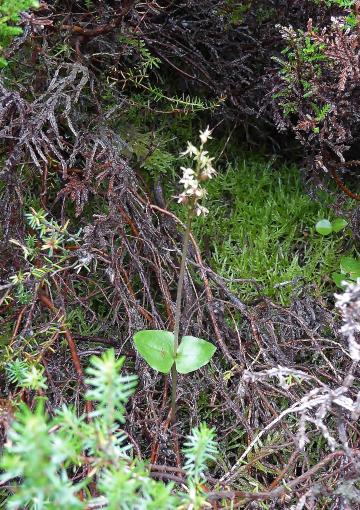 Flora-Twayblade-P1010056.jpg