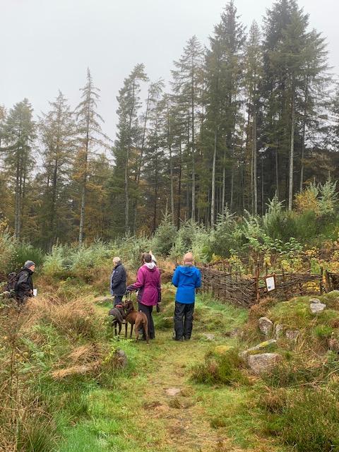 Foraging Wood 2