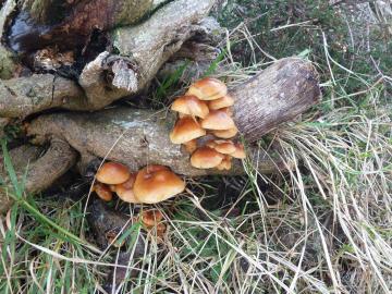 Fungi-P1030209.jpg