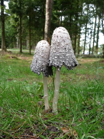 Fungi-P1050338.jpg