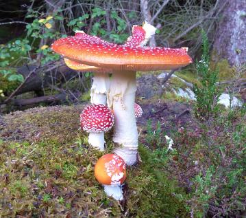 Fungi-P1090295.jpg