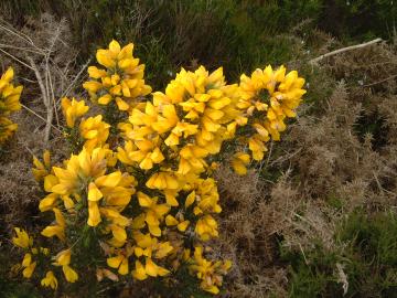 Gorse.jpg